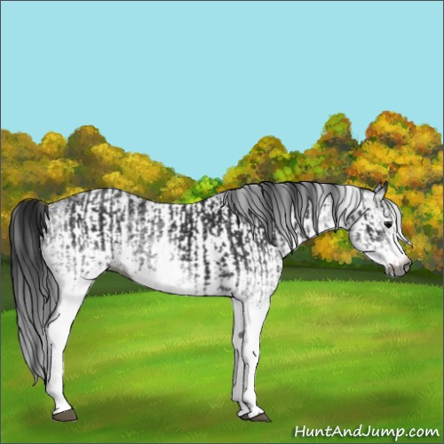 Horse Color:Gray White Spotted Black  and Gray White Spotted Black 