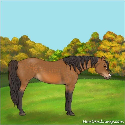 Horse Color:Buckskin 