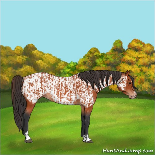 Horse Color:Brown Sabino Rabicano  and Brown Sabino Appaloosa Rabicano 