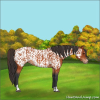 Horse Color:Brown Sabino Rabicano  and Brown Sabino Appaloosa Rabicano 