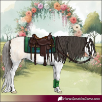 Horse Color:Buckskin Roan Splash 