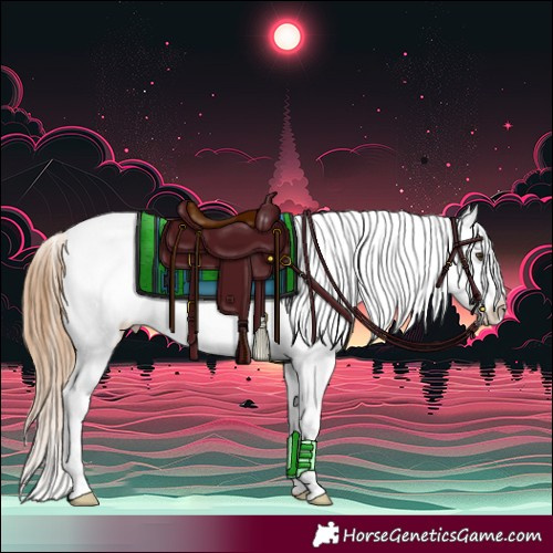 Horse Color:Chestnut Appaloosa 