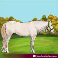 Horse Color:Chestnut Appaloosa