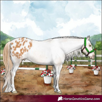 Horse Color:Chestnut Appaloosa 