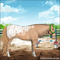 Horse Color:Chestnut Appaloosa