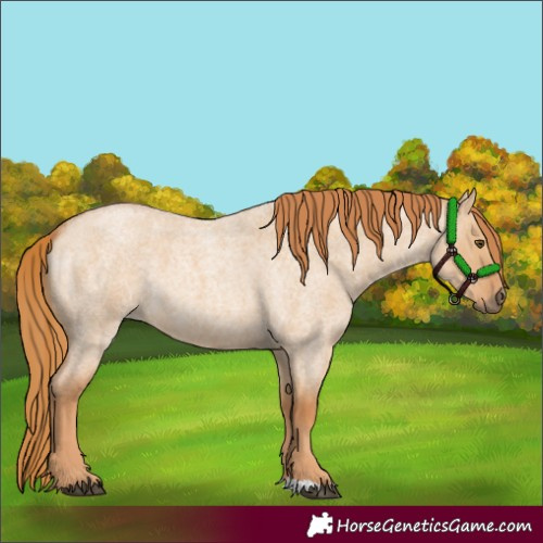 Horse Color:Red Dun Roan 