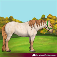 Horse Color:Red Dun Roan