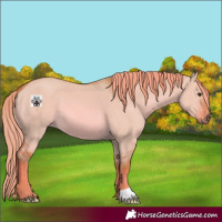 Horse Color:Watercolor Red Dun 