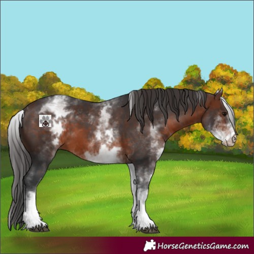 Horse Color:White Spotted Brown 