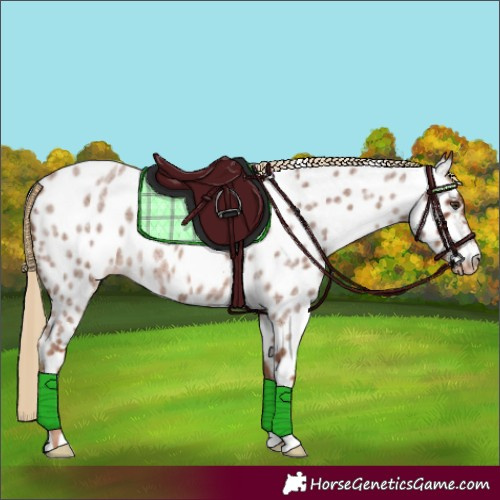 Horse Color:Red Roan Near Leopard