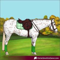 Horse Color:Red Roan Appaloosa 