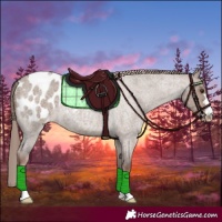 Horse Color:Liver Red Dun Roan Appaloosa 