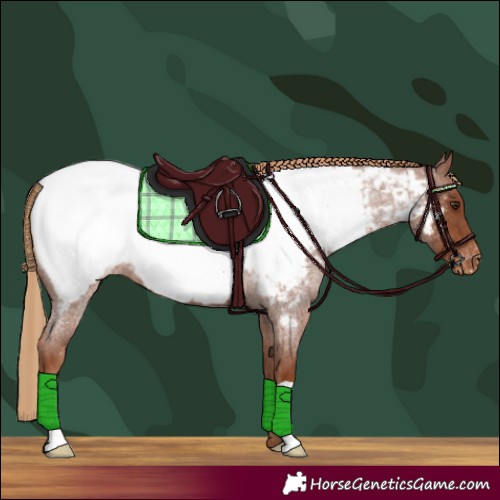 Horse Color:Red Roan Appaloosa 
