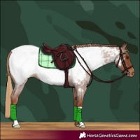 Horse Color:Red Roan Appaloosa 