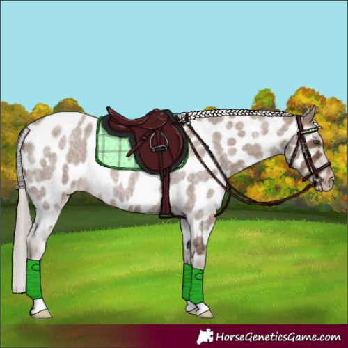 Horse Color:Liver Red Dun Roan Appaloosa 