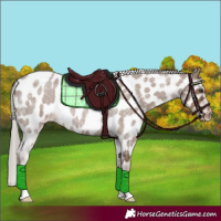 Horse Color:Liver Red Dun Roan Appaloosa