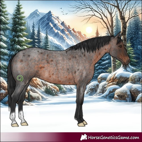 Horse Color:Brown Roan