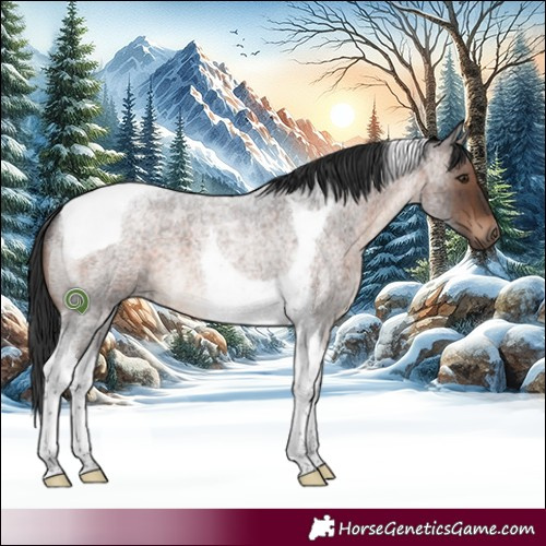 Horse Color:Brown Roan Tobiano 