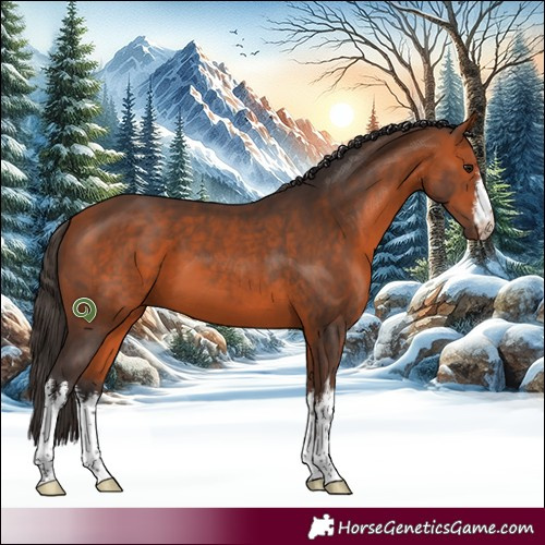 Horse Color:White Spotted Bay 