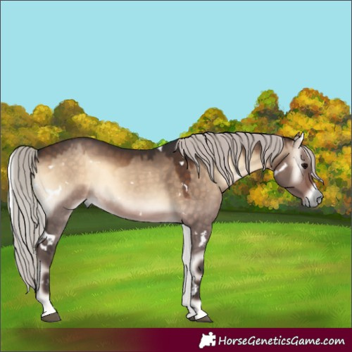Horse Color:White Spotted Silver Brown Onyx Rabicano 