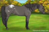 Horse Color:Grullo Appaloosa 