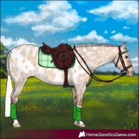 Horse Color:Silver Bay Roan Dun Near Leopard