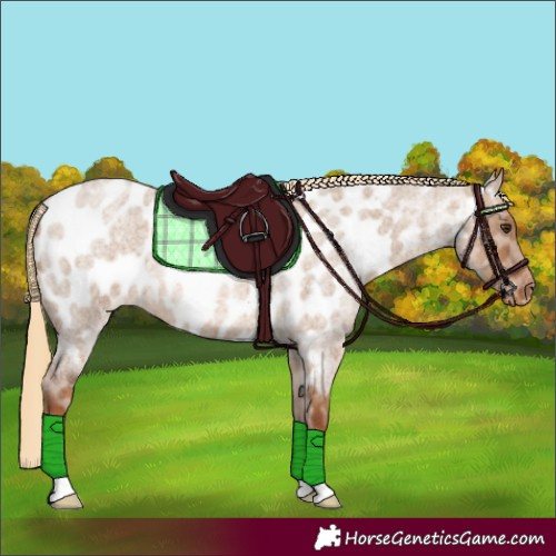 Horse Color:Red Dun Roan Appaloosa 