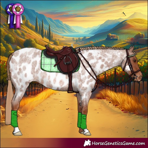 Horse Color:Red Roan Appaloosa 