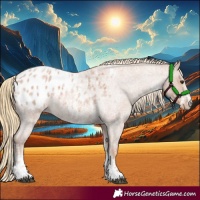 Horse Color:Red Roan Sabino Appaloosa 