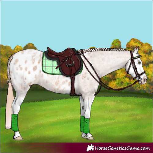 Horse Color:Red Ice Roan Splash Appaloosa 