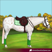 Horse Color:Red Ice Roan Splash Appaloosa 