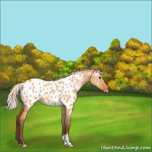 Horse Color:Silver Bay Dun Near Leopard 