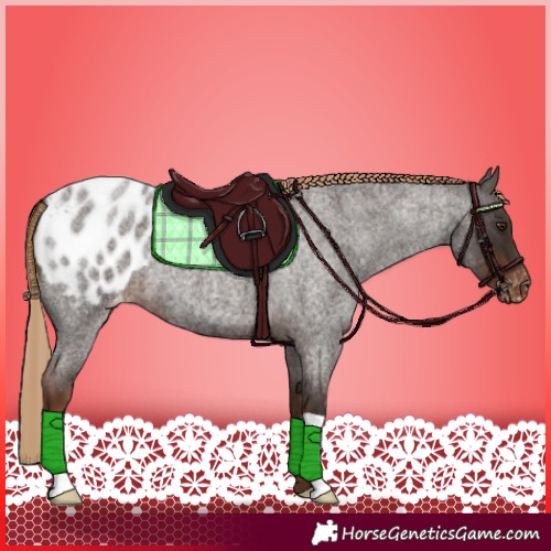 Horse Color:Liver Red Roan Appaloosa 