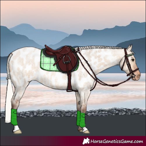 Horse Color:Silver Bay Roan Dun Near Leopard 