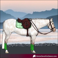 Horse Color:Silver Bay Roan Dun Appaloosa 