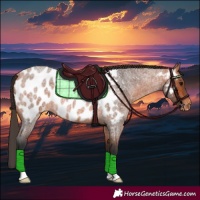 Horse Color:Bay Roan Appaloosa