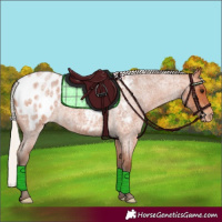 Horse Color:Silver Bay Roan Appaloosa 