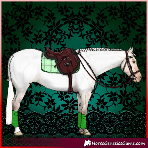 Horse Color:Silver Bay Roan Dun Appaloosa 