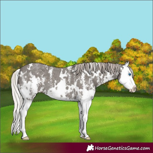 Horse Color:White Spotted Silver Black Sabino Splash