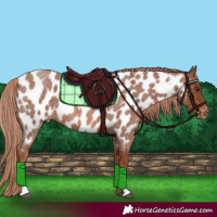 Horse Color:Red Roan Appaloosa 