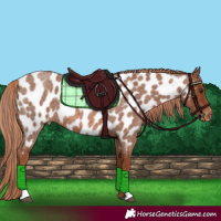 Horse Color:Red Roan Near Leopard 