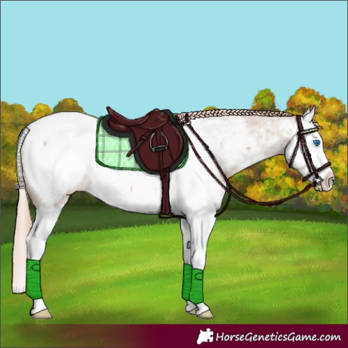 Horse Color:Red Dun Roan Splash Near Fewspot