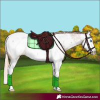 Horse Color:Red Dun Roan Splash Appaloosa 