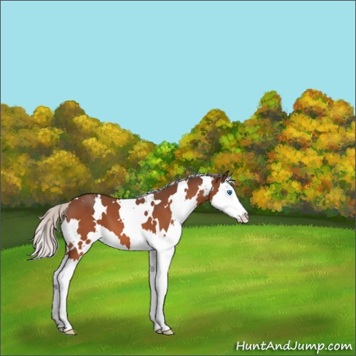 Horse Color:White Spotted Silver Bay Splash 