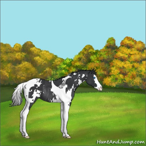 Horse Color:White Spotted Black Splash Tobiano Rabicano 