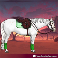 Horse Color:Silver Bay Roan Dun Tobiano Appaloosa 