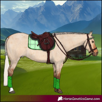 Horse Color:Silver Bay Roan Dun 