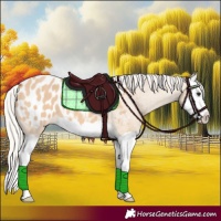 Horse Color:Silver Bay Dun Splash Appaloosa 