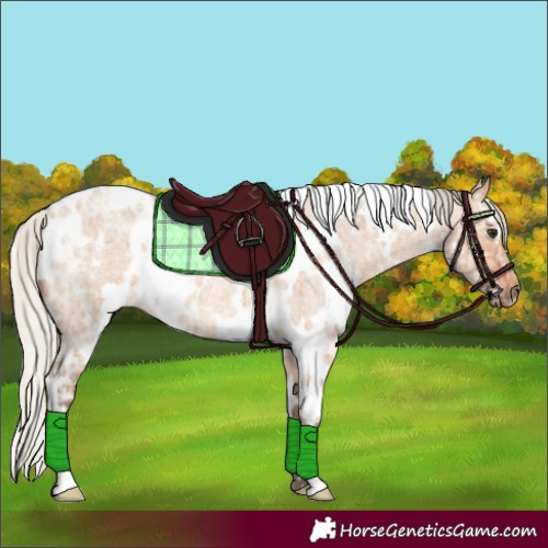 Horse Color:White Spotted Silver Bay Ice Roan Dun 