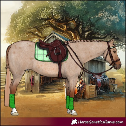 Horse Color:Red Dun Roan 